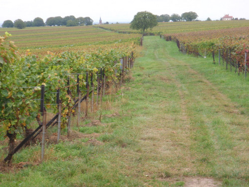 Rot (Red) Grapes are ready for picking.